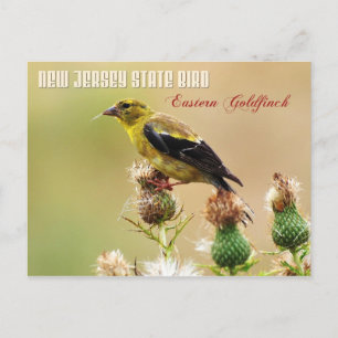 new jersey State Bird - Östra Goldfinch Vykort