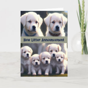 New Litter Notification White Hundar Tack Kort