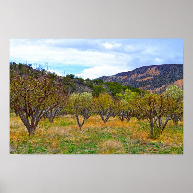 New Mexico äppelodling i blomning Poster (Framsidan)