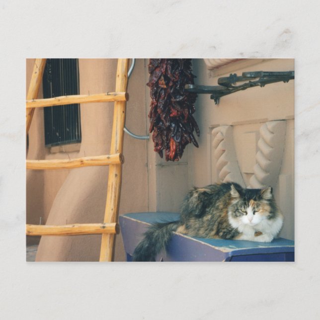 New mexico Cat Vykort (Framsida)