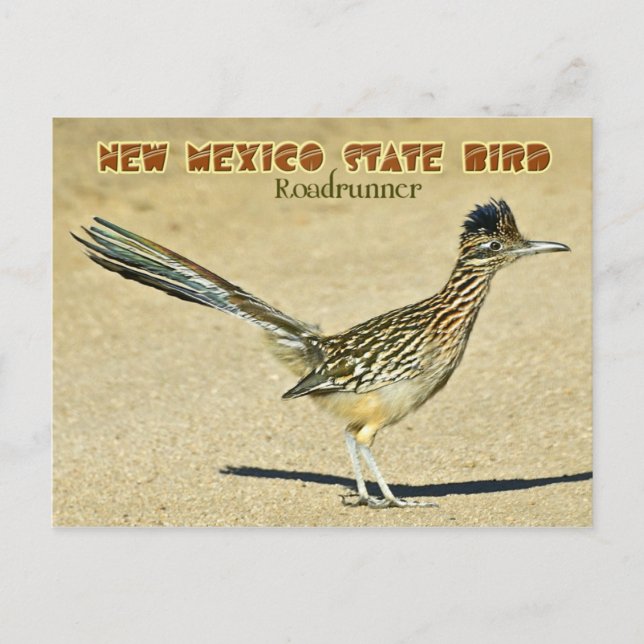 New mexico-delstatslandet: Roadrunner Vykort (Framsida)