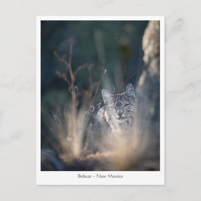 New mexico liggande foto vykort (Framsida)