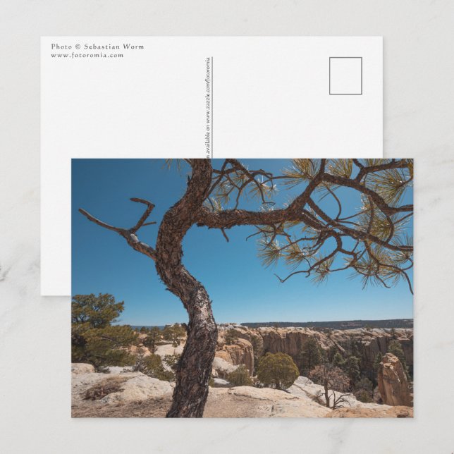 New mexico liggande foto vykort (Fram/baksida)