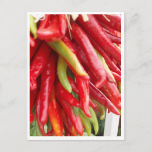 new mexico Red Chili Vykort