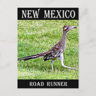 new mexico Roadrunner Vykort