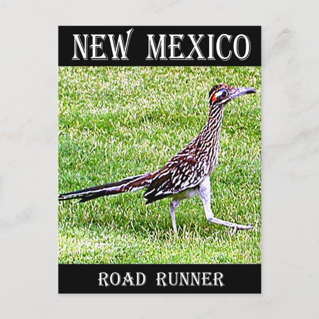 new mexico Roadrunner Vykort (Framsida)