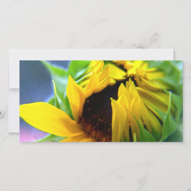 New mexico Solros (Framsida)