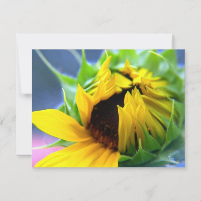 New mexico Solros (Framsida)