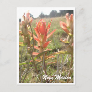 new mexico Wildblommor Vykort