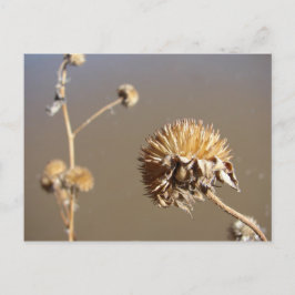 new mexico Winter Blooms Vykort