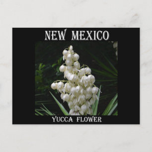 new mexico Yucca Flower Vykort