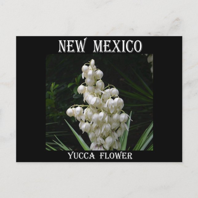 new mexico Yucca Flower Vykort (Framsida)