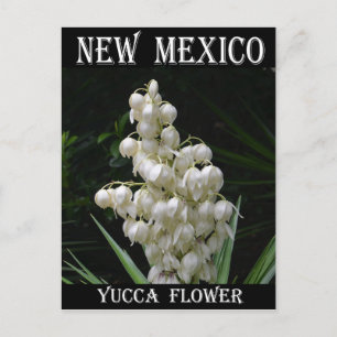 new mexico Yucca Flower Vykort
