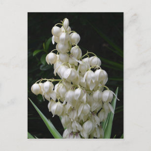 new mexico Yucca Flower Vykort