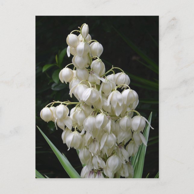 new mexico Yucca Flower Vykort (Framsida)