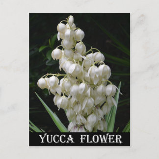 New mexico Yucca Flower Vykort