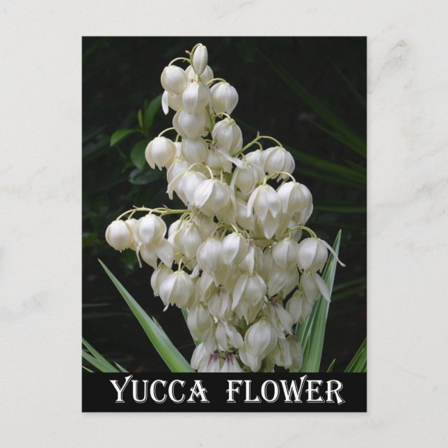 New mexico Yucca Flower Vykort (Framsida)