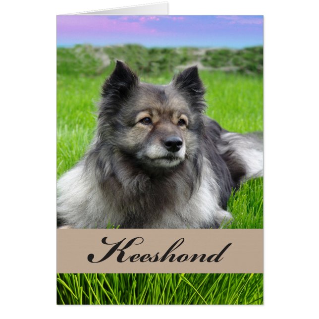 New Pet Keeshond Hund on Grass Hälsningskort (Framsidan)