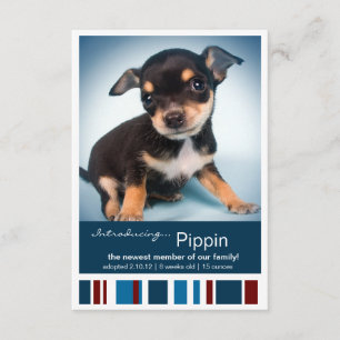 New Pet Male Blue Rand for Boy Announement Meddelande