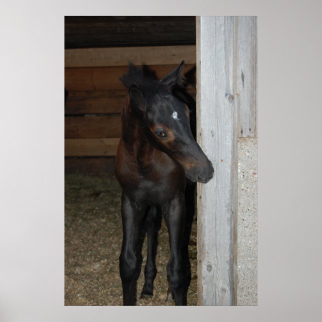 New Pony/Horse Poster (Framsidan)