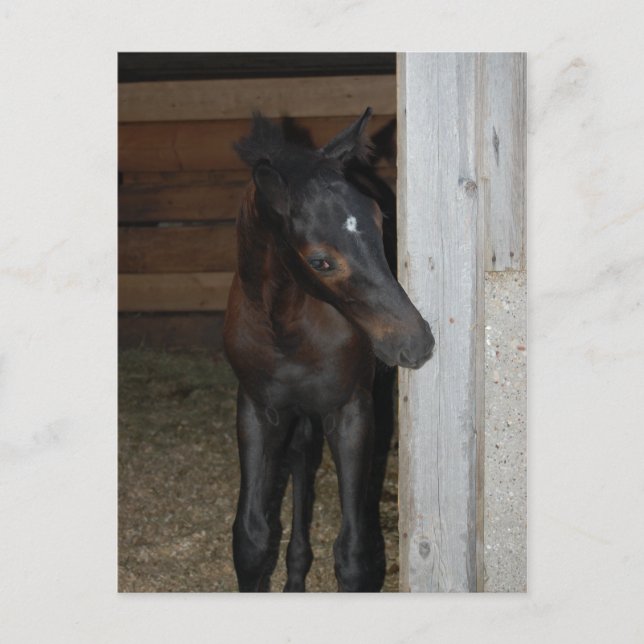 New Pony/Horse Vykort (Framsida)