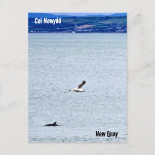 New Quay / Cei Newydd Vykort