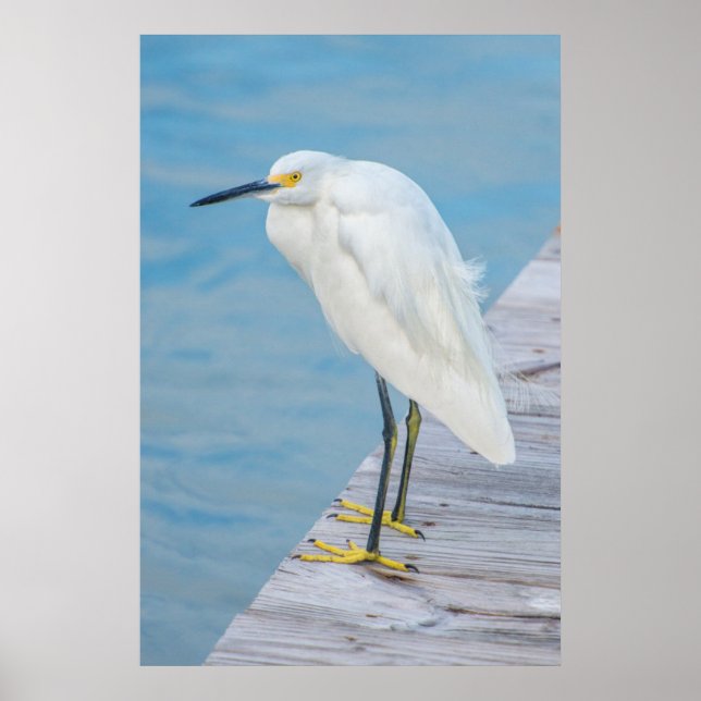 New Smyrna Beach, Snowy Egret på dockan Poster (Framsidan)