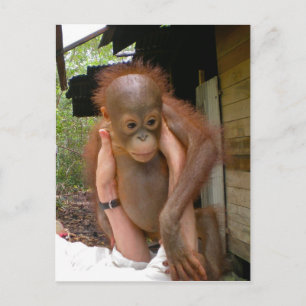 New Sweet Baby Orangutan Vykort
