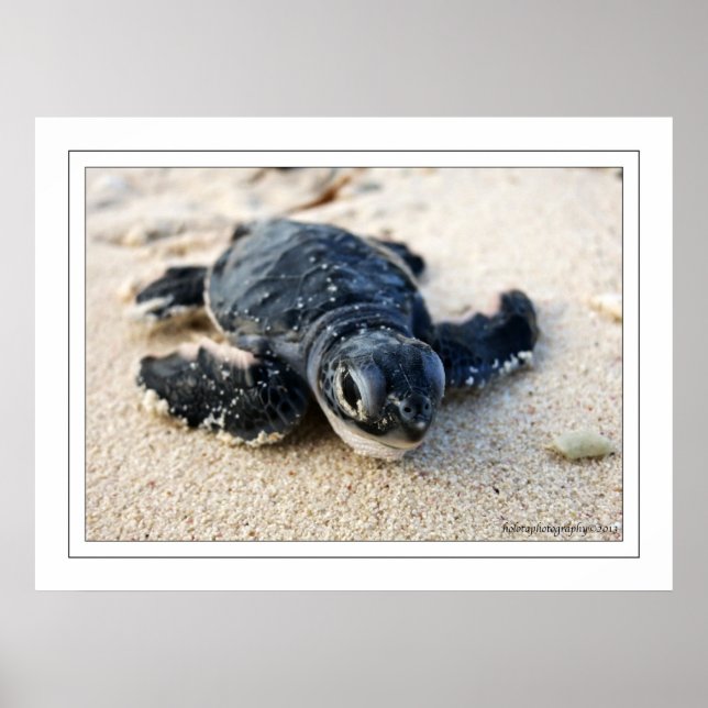 New Turtle Poster (Framsidan)