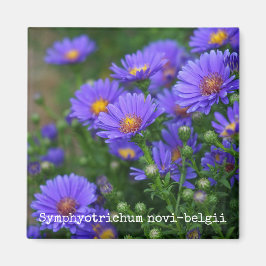 New York Aster Botanical Magnet