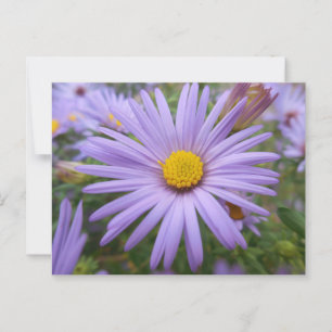 New York Aster "Magic Lila" i Fall Vykort