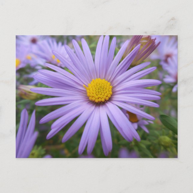 New York Aster "Magic Lila" i Fall Vykort (Framsida)