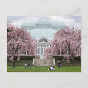 New York Botanical Garden Rosa Weeping Cherry Vykort