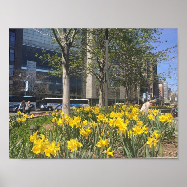 New York City Daffodils Columbus Circle NYC Vår Poster (Framsidan)