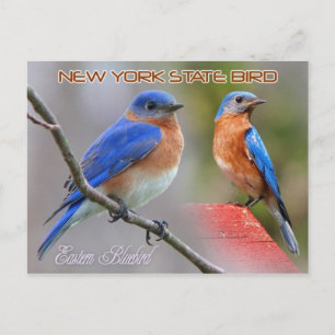 New York State Bird - Östra Bluebird Vykort
