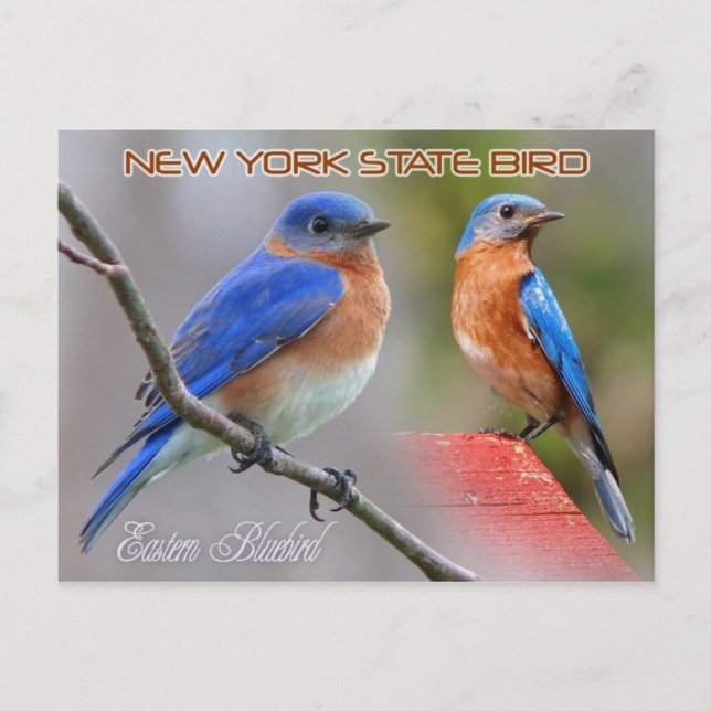 New York State Bird - Östra Bluebird Vykort (Framsida)