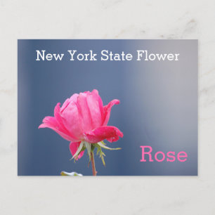 New York State Flower Rosa ros Vykort