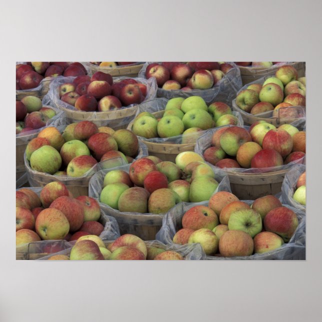 New York State Macintosh apples in baskets Poster (Framsidan)