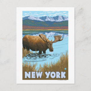 New YorkMoose Drinking i Sjö Vykort