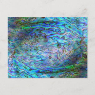 NEW ZEALAND KIWI PAUA VYKORT