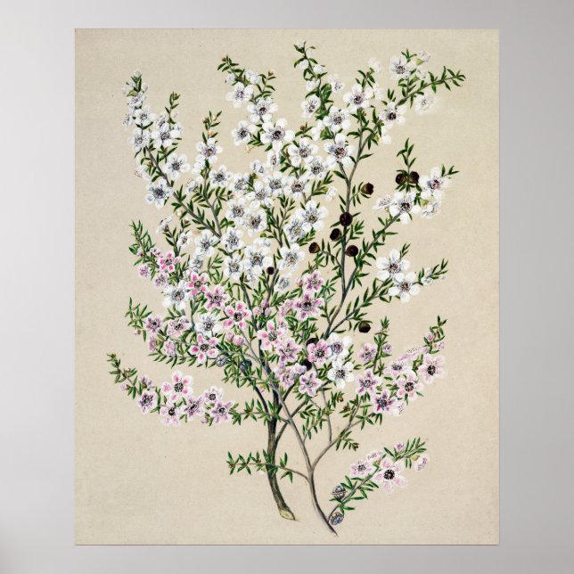 New Zealand Manuka Flower (Leptospermum Scoparium) Poster (Framsidan)