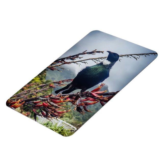 New Zealand Tui - Photography on Magnet (Vänstra Sidan)