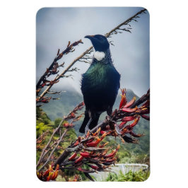 New Zealand Tui - Photography on Magnet