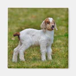 Newborn Boer Goat Kid Magnet