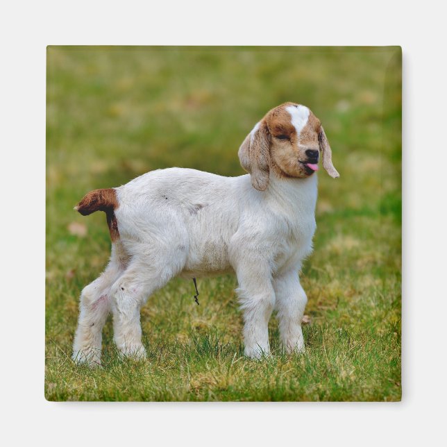 Newborn Boer Goat Kid Magnet (Framsidan)