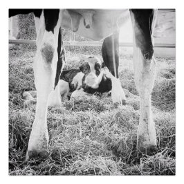 Newborn Holstein Calf Perfect Poster