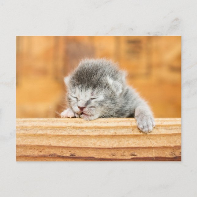 Newborn Kitten Barn Cat Vykort (Framsida)
