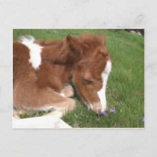 Newborn Pony - Spirit Vykort