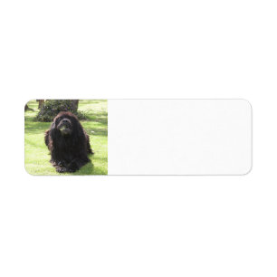 Newfoundland, äggläggande.png returadress etikett