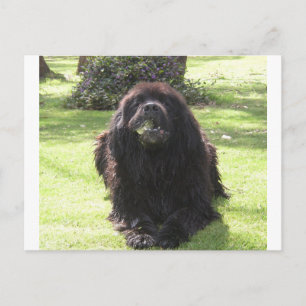Newfoundland, äggläggande.png vykort